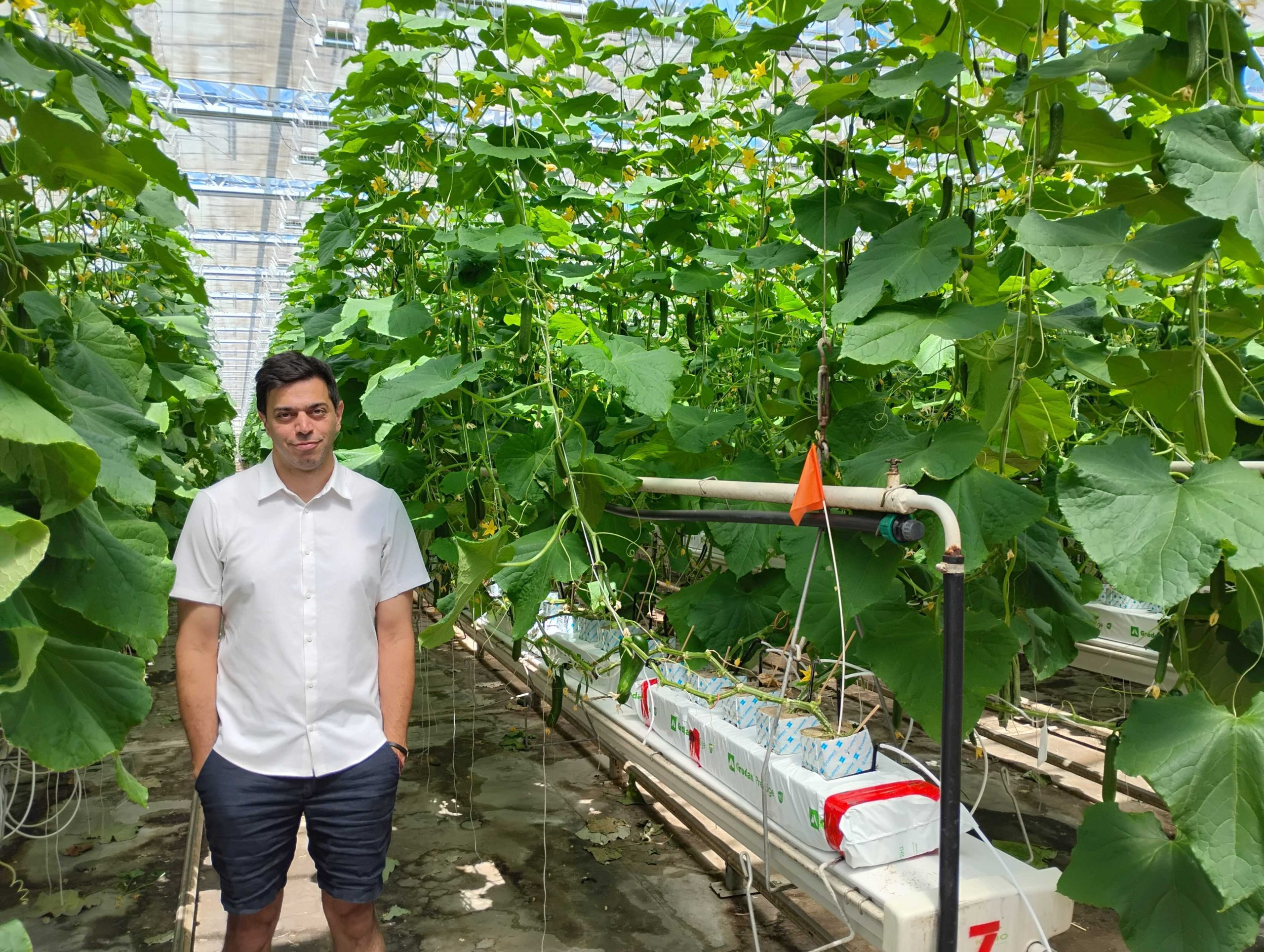 A blueprint for Canada’s food future As Ottawa invests billions in food security, Montreal’s urban farms are emerging as a model for local food production